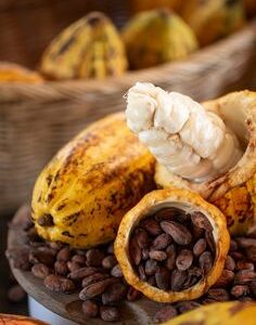 LE BEURRE DE CACAO BRUT MADE IN CÔTE D’IVOIRE (Cosmétiques – Alimentaire ) 500 G